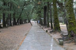 出雲大社　松　2　221206